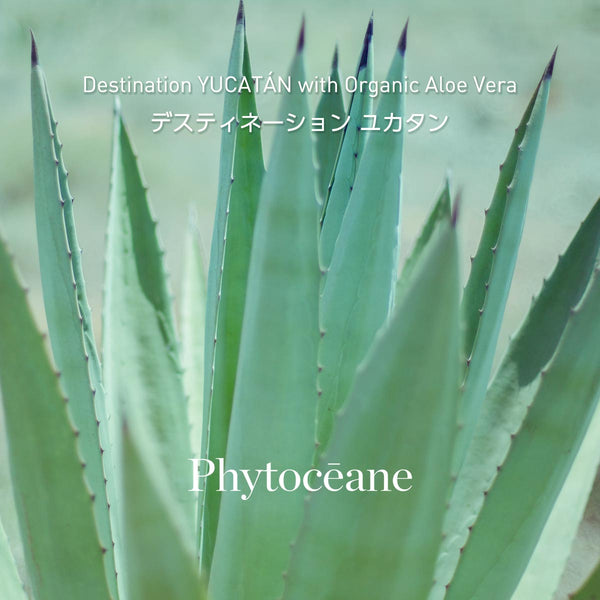 フィトオセアン ジェントル コンセントレイト 50ml フィトオセアン ジェントル コンセントレイト 50ml フィトオセアン